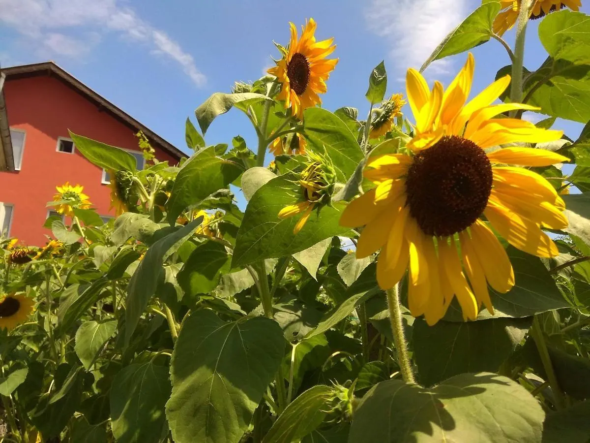 Guest House Sunflowers Gmina Gmina Pomorie 2*,